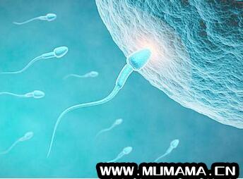 男人的精子能吃吗 吃精子的好处(关于精子的7个事实)