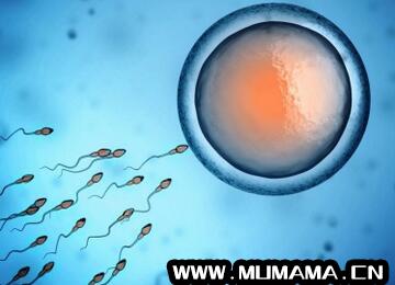 精子和卵子结合需要多长时间(卵子和精子的生成周期)