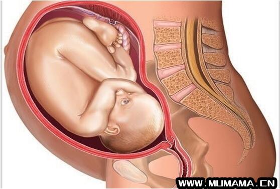 怀孕1一9月肚子变化图