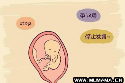 胚胎停育逃不出这10个因素(9大原因可导致胚胎停育异常)