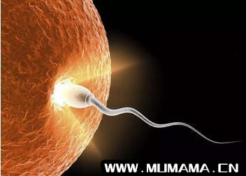 什么是体外受精