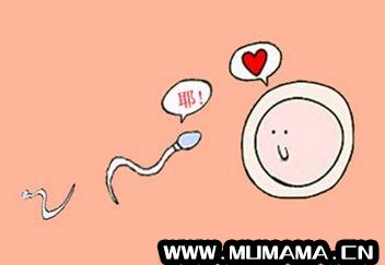 女人吃精子会怀孕吗 吃精子会怎么样(精子在女性体内的存活时间是多久)