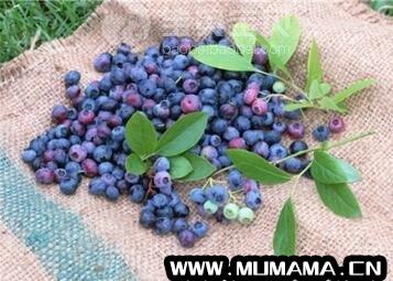 蓝莓怎么吃减肥