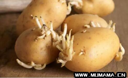 发芽的土豆：不可食用