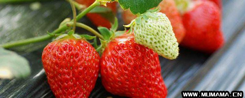 草莓是什么季节的水果(到底是什么季节的水果啊)
