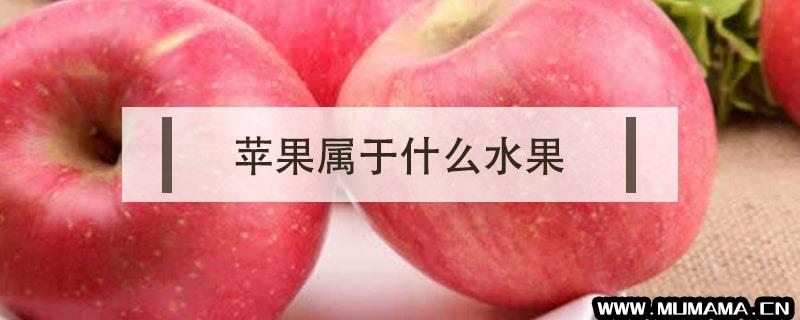 苹果属于什么水果(吃苹果也分时间)