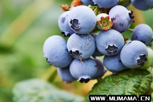 蓝莓一天吃多少为宜(一天吃多少为宜呢)