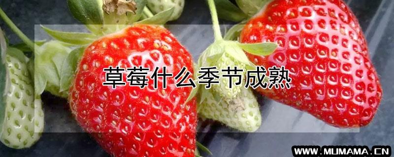 草莓什么季节成熟(吃草莓的最佳时间)