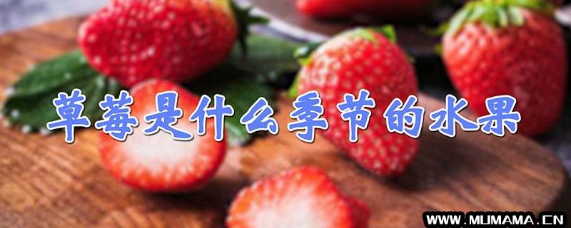 草莓是什么季节的水果(到底是什么季节的水果啊)
