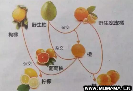 橙子、橘子、金桔、柚子，秋冬怎么吃才好？