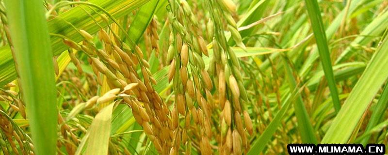 杂交水稻和普通水稻的区别(什么是杂交水稻)
