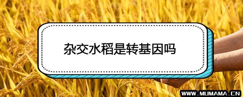 杂交水稻是转基因吗(它是转基因吗)