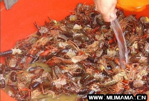 小龙虾怎么清洗和处理(又到了吃小龙虾的季节)