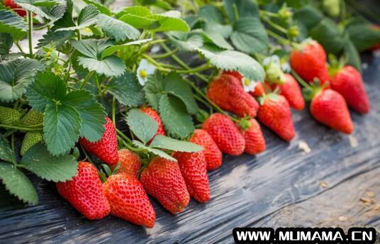 十大低糖水果有哪些 草莓