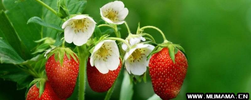 草莓什么季节成熟