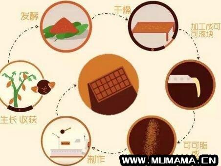 可可豆怎么做成巧克力，可可豆到巧克力流程图