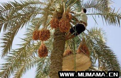 中国椰枣树的种植地区，椰枣树的生长环境(阿联酋送中国椰枣)