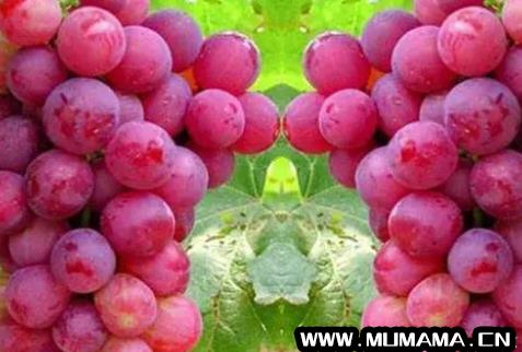 红地球葡萄品种介绍，红地球葡萄图片(为何红地球葡萄能成为果农最爱呢)