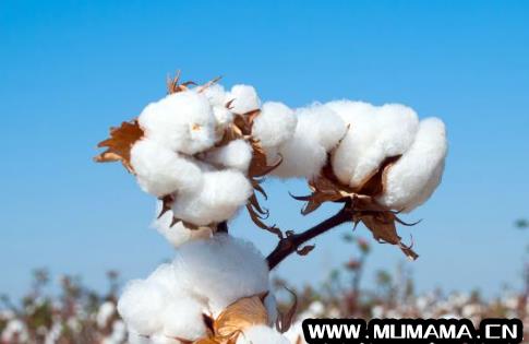 新疆棉花的优势与劣势地理，新疆棉花优势自然条件(为什么抵制新疆棉花)