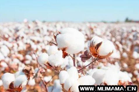 新疆棉花出口哪些国家，新疆棉花主要出口到哪里(西方为何拿新疆棉花下手)