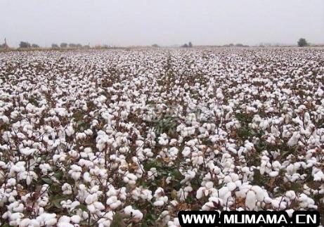 新疆棉花都销往哪里，新疆棉花出口吗、出口现状(参加首届消博会新疆棉企)