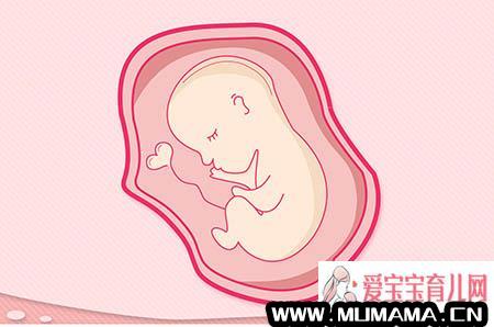 试管婴儿发生单卵双胎的机率比自然怀孕高？