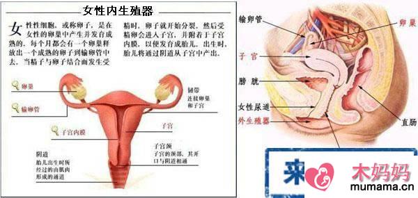 女性生殖器官之-阴道图片
