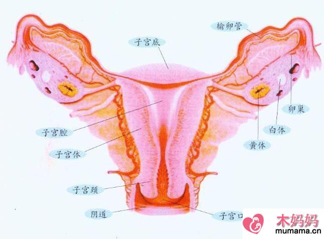 子宫内膜厚是不是宫寒引起的