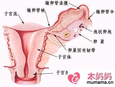女性生殖器官之-阴道图片