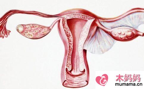 正常女性卵巢大小一般有多大