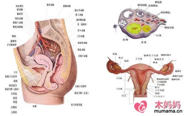 女性阴道生殖器构造图片 女性的阴道到底有多深
