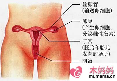 美女的阴道：图解健康的女性私处长啥样（图）