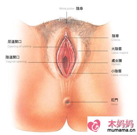 医学界：女人生殖器高清组图大集合