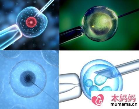 卵裂期胚胎与囊胚哪个好 试管卵裂期胚胎与囊胚选择推荐