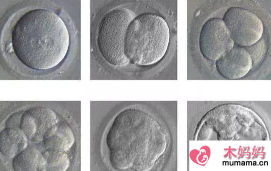 试管婴儿鲜胚和冻胚区别 鲜胚和冻胚培养成囊胚的成功率一样吗