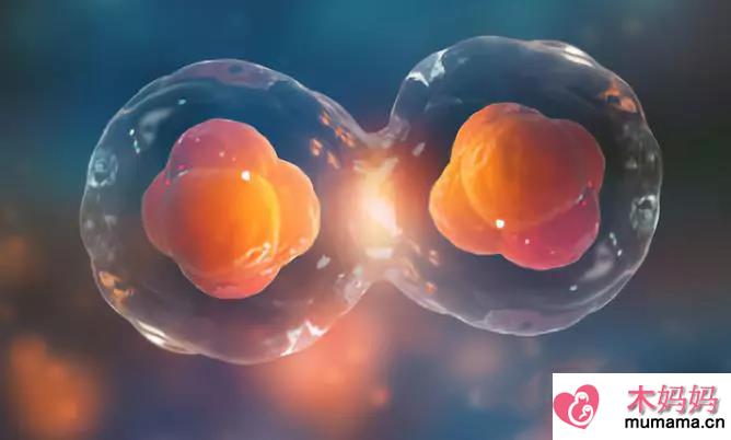 试管婴儿移植胚胎成功的几率有多高 影响试管婴儿移植因素有哪些