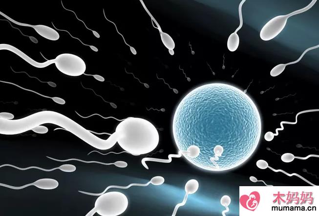 禁欲多久男女备孕容易怀孕 优质精子是怎么养成的