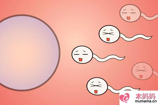 精液常规检查主要有哪些项目 怎么知道精子是否健康