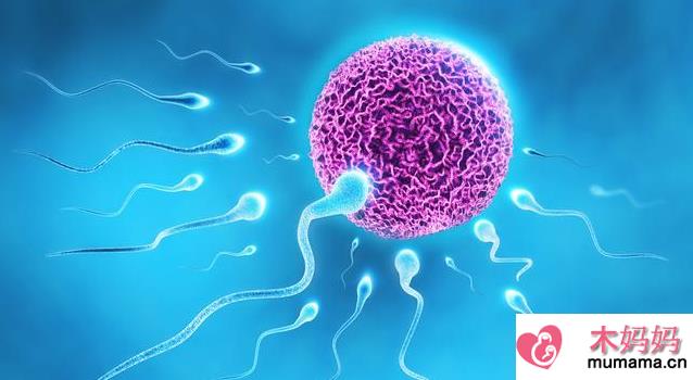 卵泡发育不良受孕了会影响胚胎质量吗 卵泡发育不良怀孕的影响