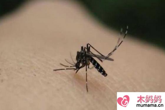 蚊子喜欢叮咬什么血型的人 99%的人认为是它