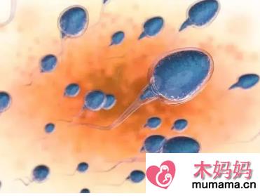 排卵期内精子进入体内会有什么感觉 精子进入体内能感觉的到吗
