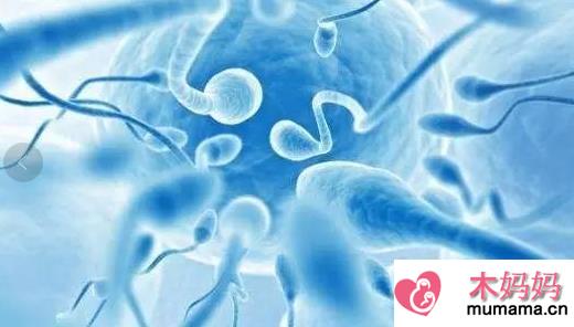 精子不液化是什么原因造成的 精子不液化还能怀孕吗