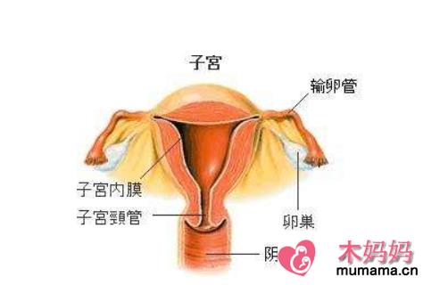 子宫内膜厚度多少容易怀孕 子宫内膜薄怎么办