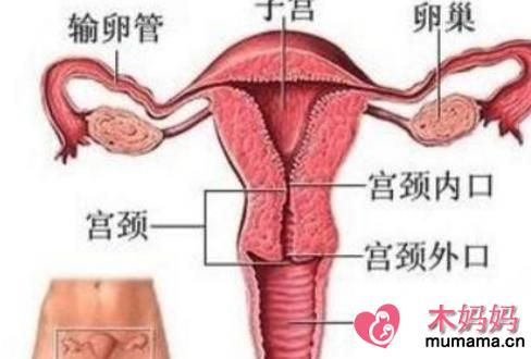 影响女性受孕的4个因素，宫颈口太小会影响怀孕吗？