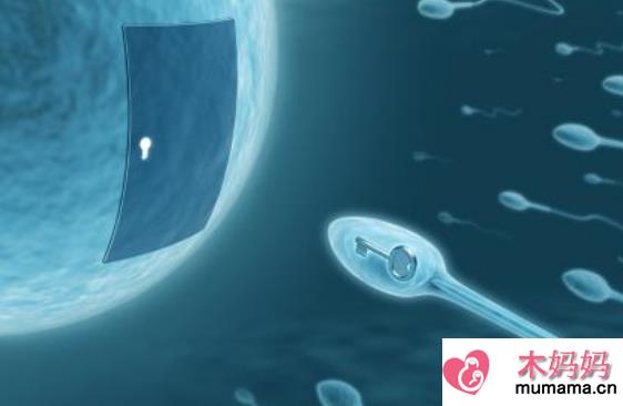 试管婴儿鲜胚和冻胚区别 鲜胚和冻胚培养成囊胚的成功率一样吗