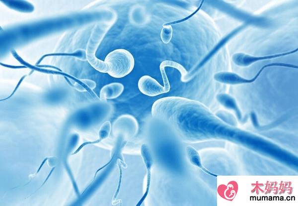 精子的正常标准有哪些 精子异常有哪些形态