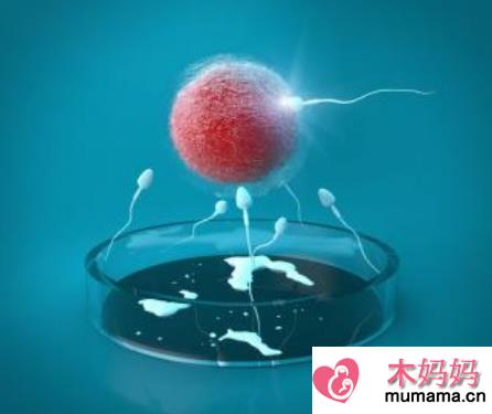 冻胚培养囊胚什么时候做 怎么知道是否成功培养成囊胚