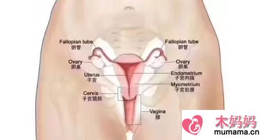 患上子宫肌瘤不想开刀能怀孕吗 子宫肌瘤的影响有哪些