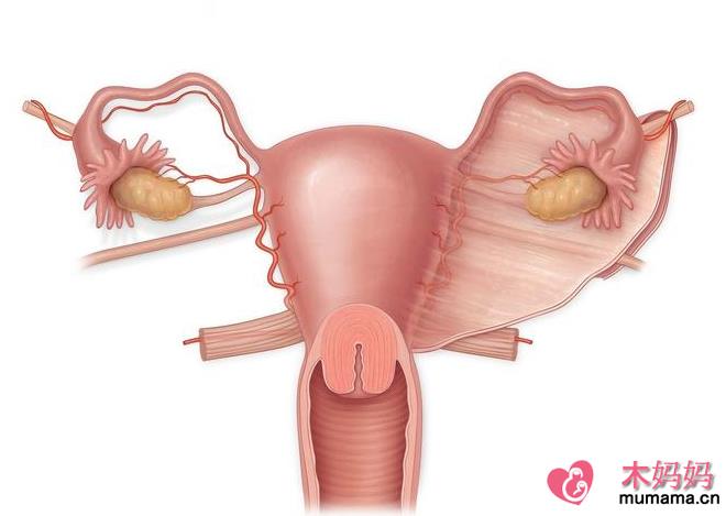 输卵管被切除后还会排卵吗 输卵管切除能否自然怀孕