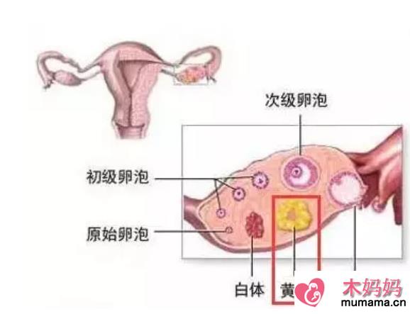 鲜胚移植成功后黄体酮还要吃吗 黄体酮和怀孕有什么关系